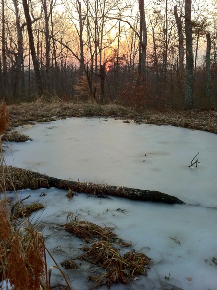 Pond on Sheltowee Trace